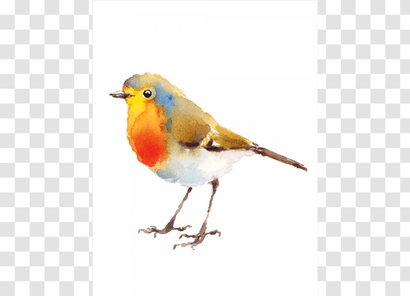 European Robin Bird Illustration Watercolor Painting Drawing Transparent PNG