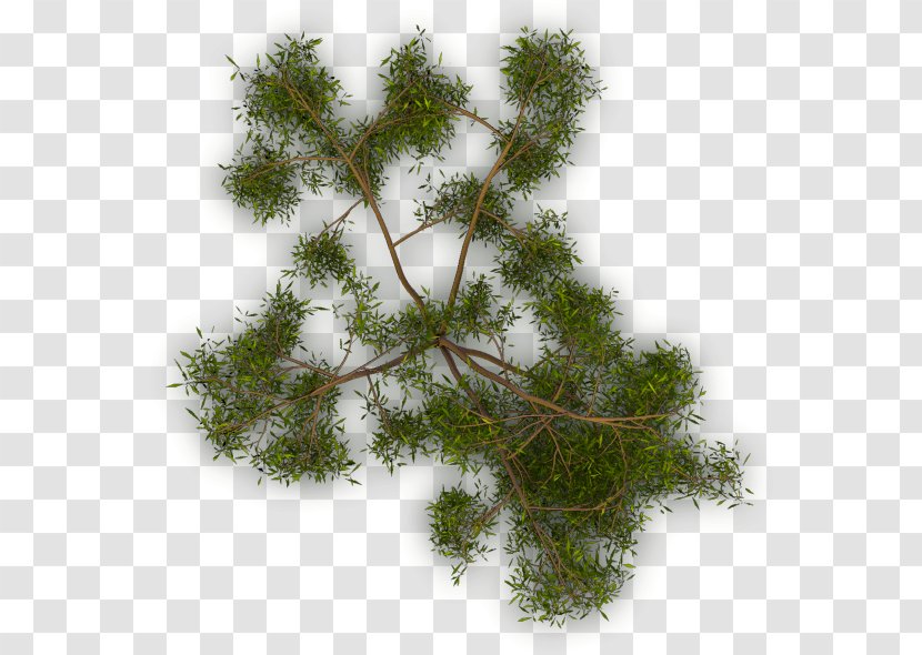 Larch Tree Twig Evergreen Branch Transparent PNG