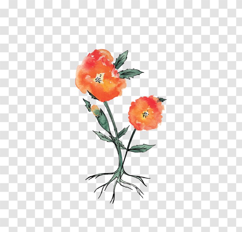 Botany Marigold Art Still Life Photography Image - Coquelicot - Creative Plant Transparent PNG