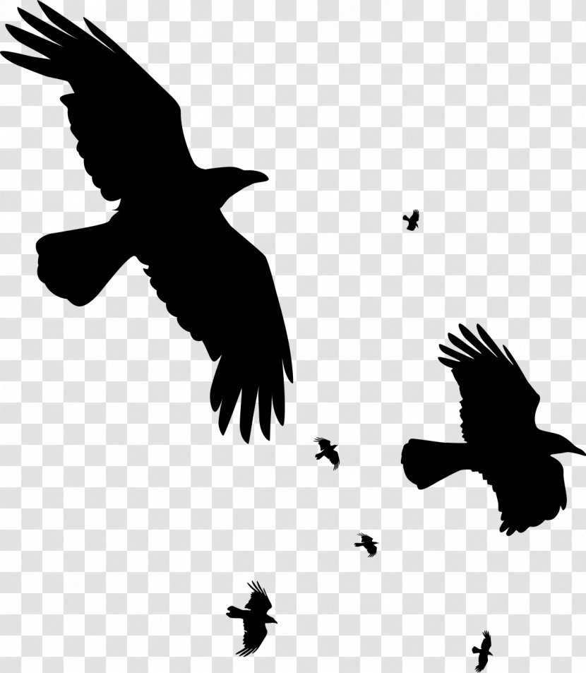Crow Common Raven Clip Art - Crows Transparent PNG
