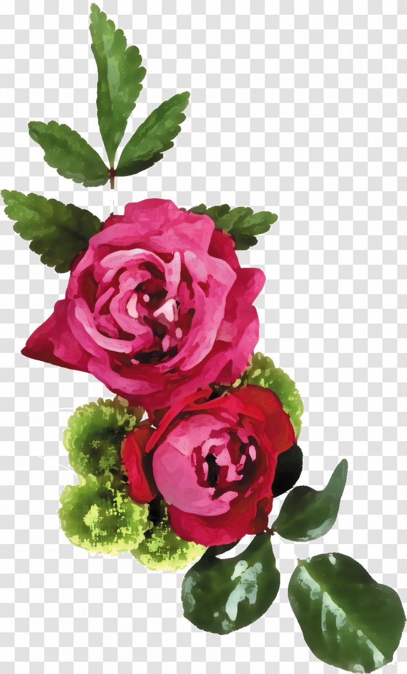Clip Art Image Vector Graphics - Petal - Rose Transparent PNG