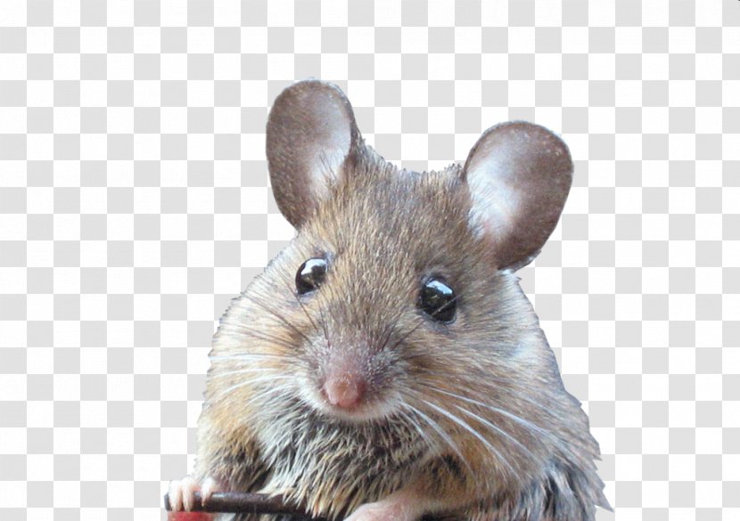 Rat Fancy Mouse Animal Pet Rodent - Chinchilla Transparent PNG