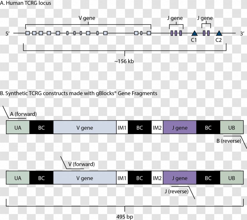 Screenshot Line Angle - Diagram Transparent PNG