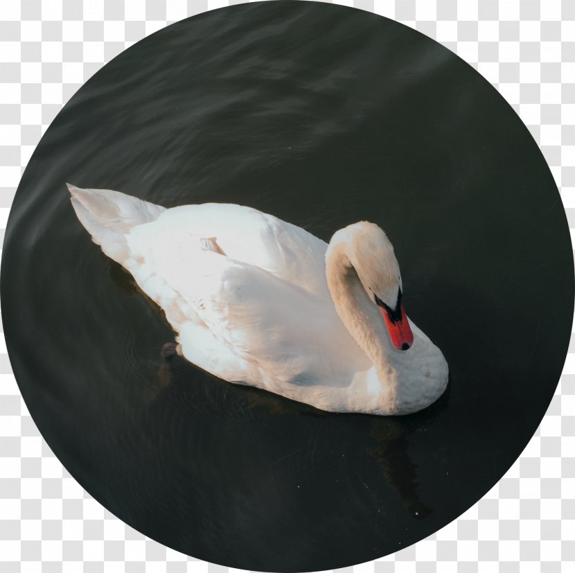 Cygnini Duck Feather Beak - Ducks Geese And Swans Transparent PNG