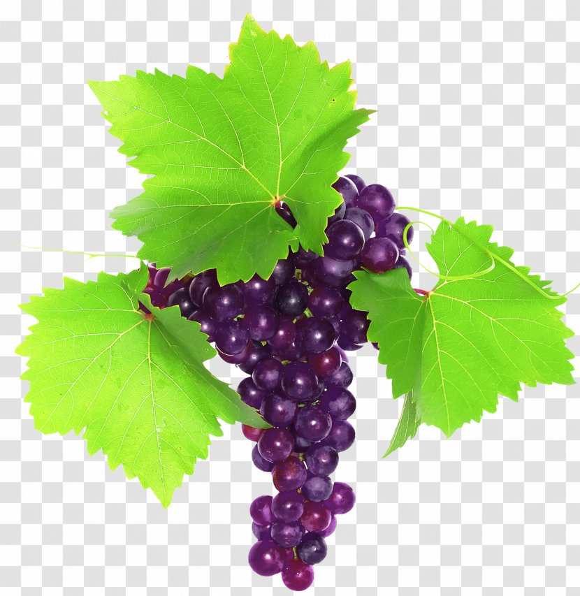 Grape Photography Clip Art - Grapevine Family Transparent PNG