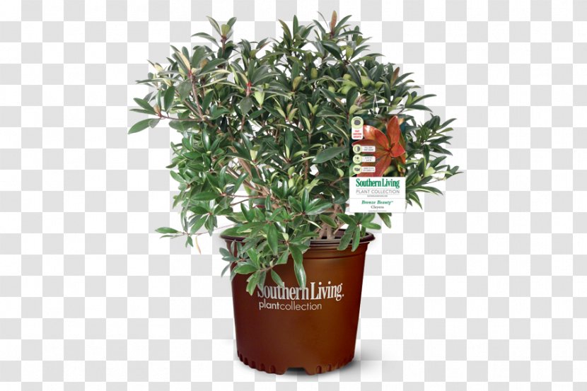 Tree Shrub Garden Plants 3 Gal. Bronze Beauty Cleyera - Camellia Chrysantha Transparent PNG