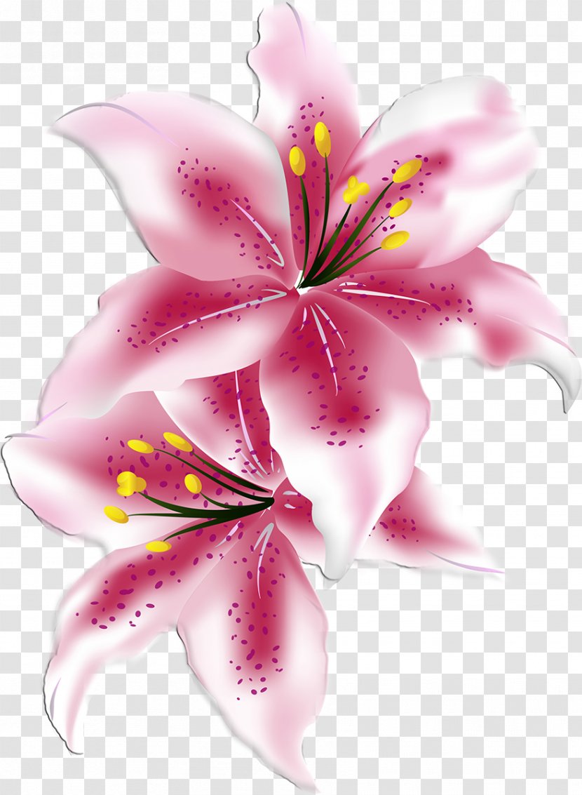Lilium Cut Flowers - Flowering Plant - Lilly Transparent PNG