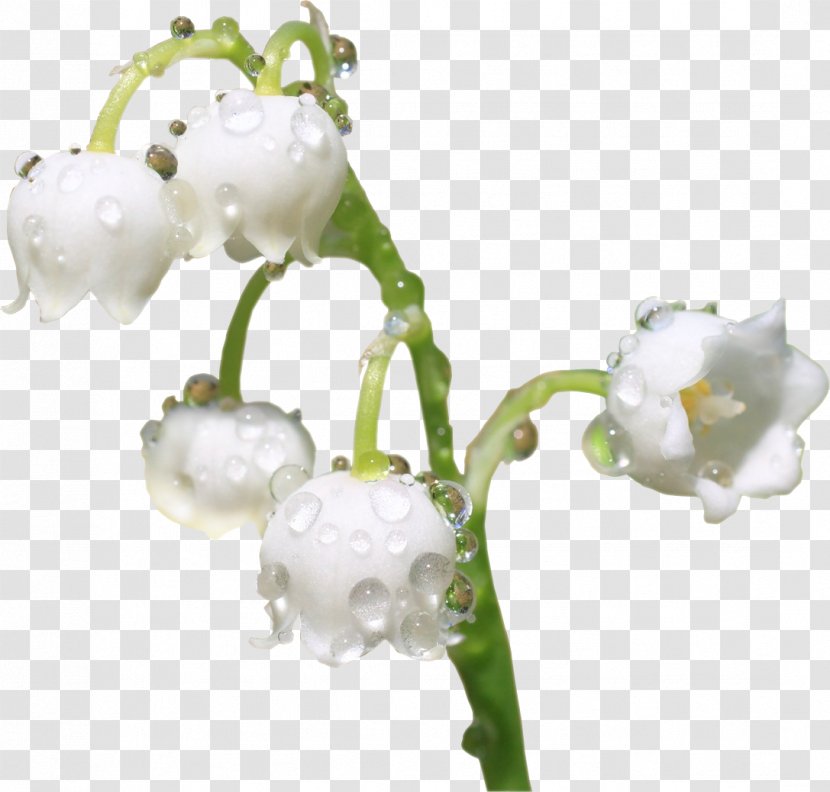Moth Orchids Cut Flowers Body Jewellery - Orchid - Flowering Plant Transparent PNG