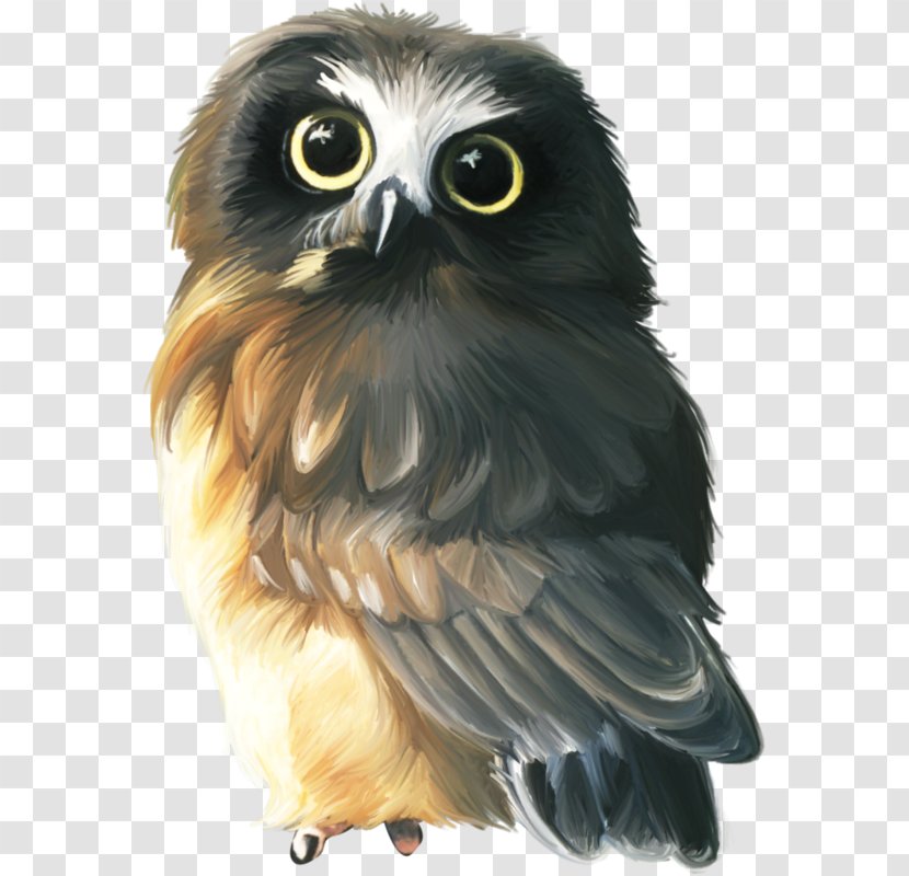 Owl Oil Paint Drawing Painting Image - Animated Film Transparent PNG
