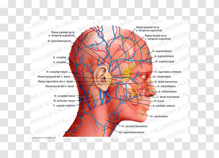 Human Anatomy Physiology Body Head - Silhouette - Science Transparent PNG