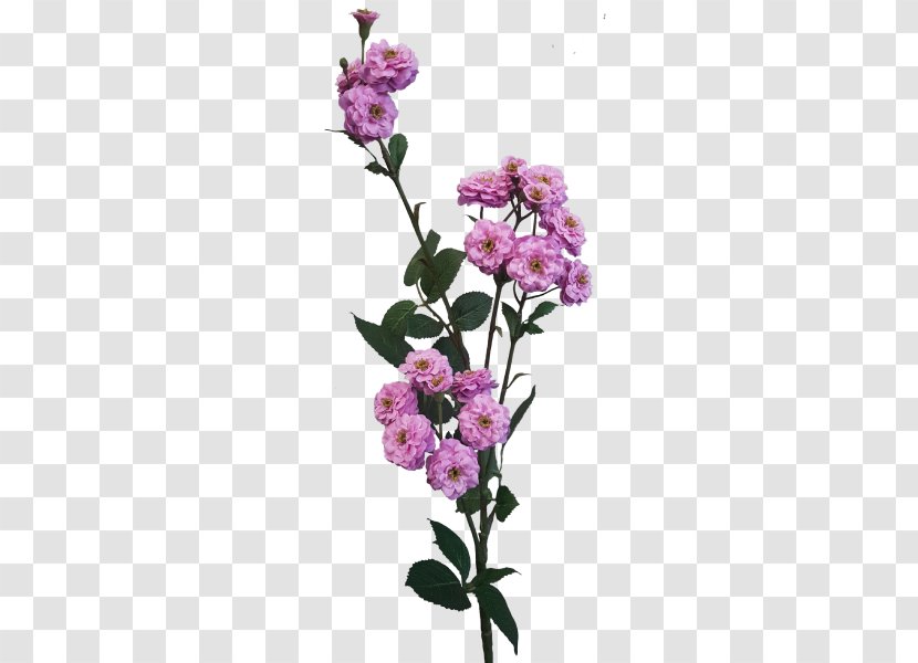 Cut Flowers Rose Flower Bouquet Plant Stem Pink - Artificial Mala Transparent PNG