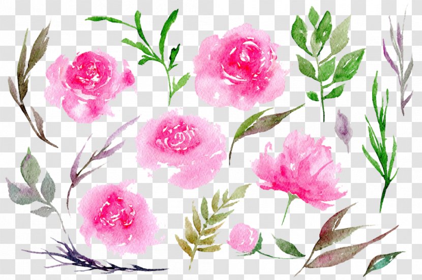 Cabbage Rose Peony - Flower Arranging Transparent PNG