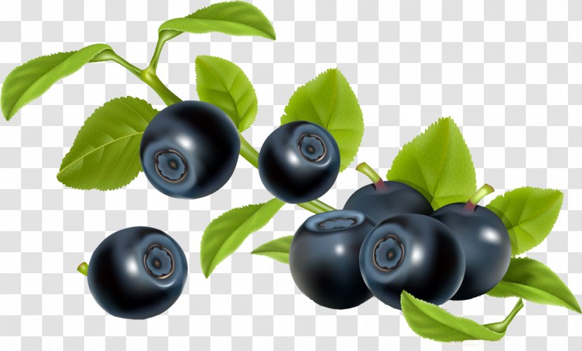 Blueberry Bilberry Illustration - Plant - Fruit Transparent PNG