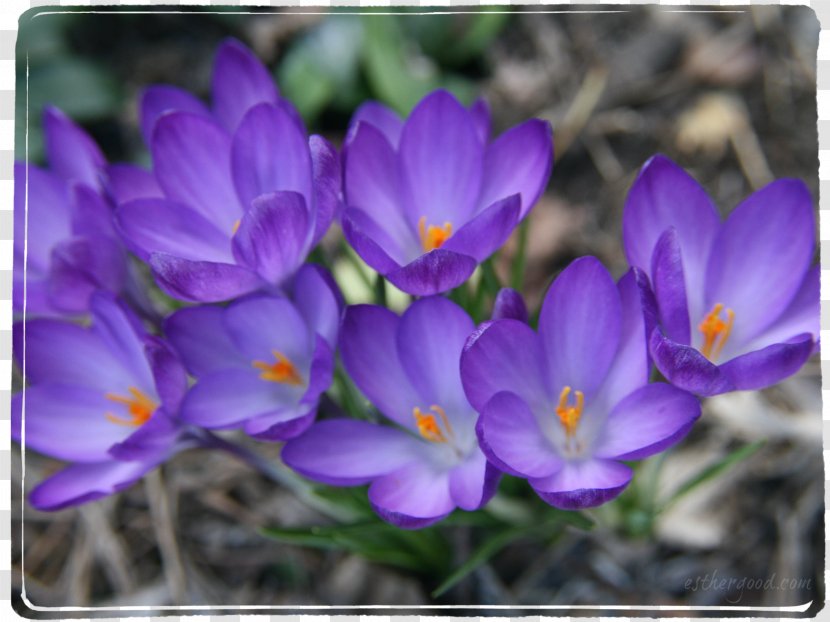 Crocus Violet Iridaceae Purple Flower Transparent PNG