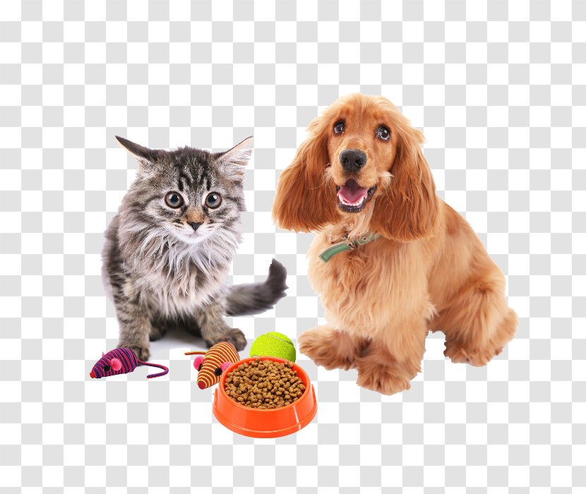 Dog Breed English Cocker Spaniel Puppy Grooming Cat Transparent PNG