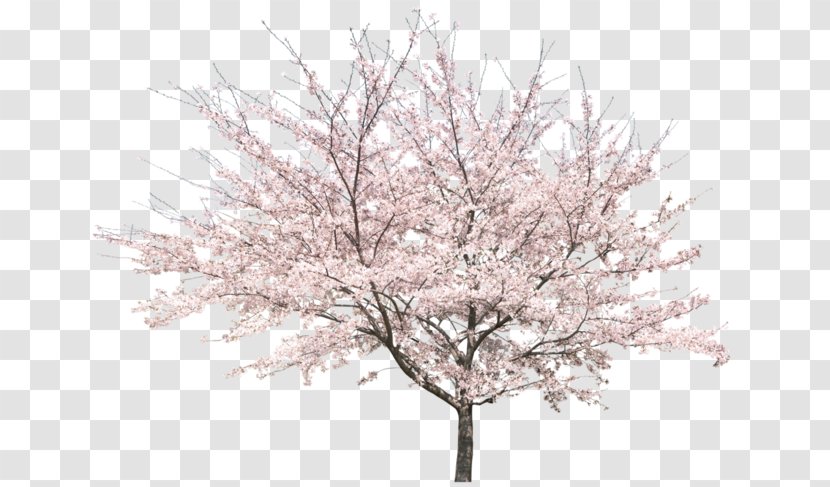 Tree Peach Cherry Blossom - Blossoms Transparent PNG