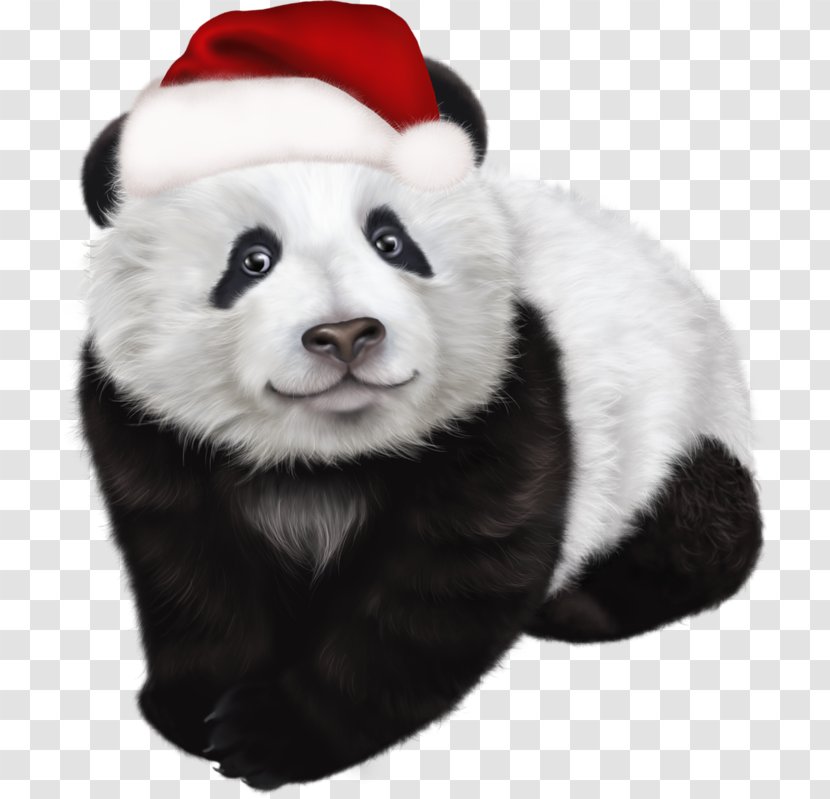 Giant Panda Red Christmas Clip Art - Snout Transparent PNG