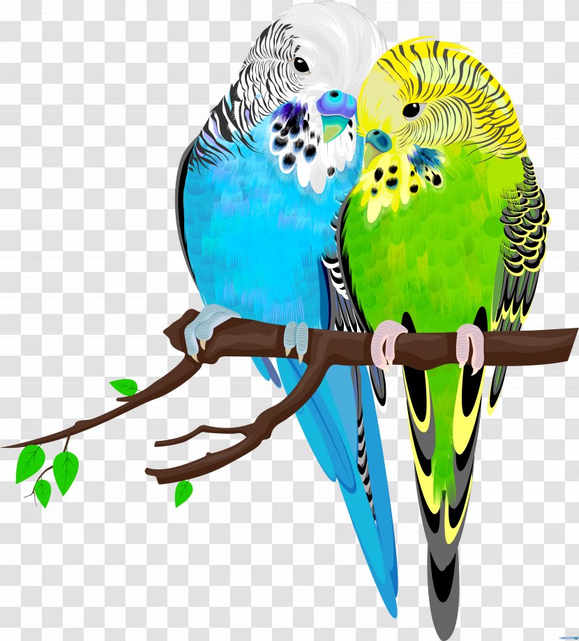 Budgerigar Bird Parrot Parakeet Pet - Rosyfaced Lovebird - Birds Transparent PNG