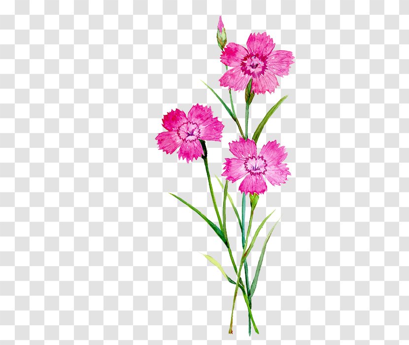 Carnation Flower Watercolor Painting Illustration - Birth - Flowers Transparent PNG