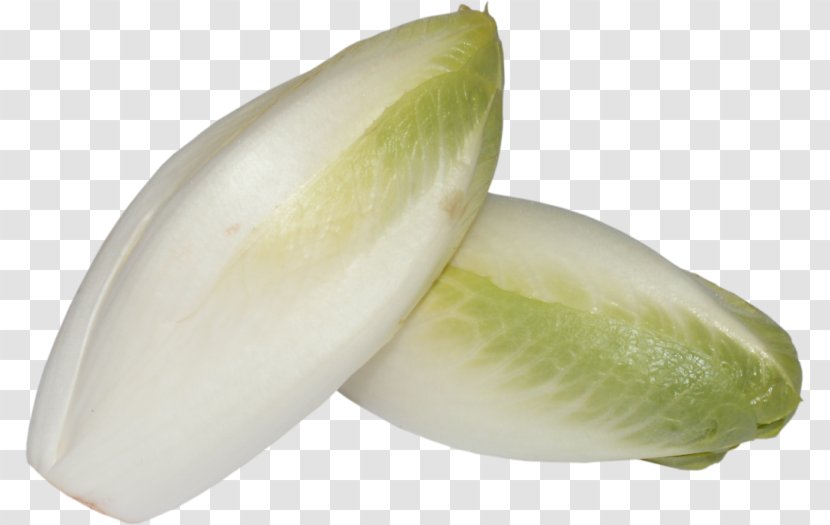 Vegetable Chicory Image Endive - Melon Transparent PNG