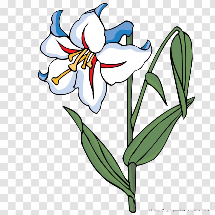 Floral Design Flower White - Flora - Lily Transparent PNG