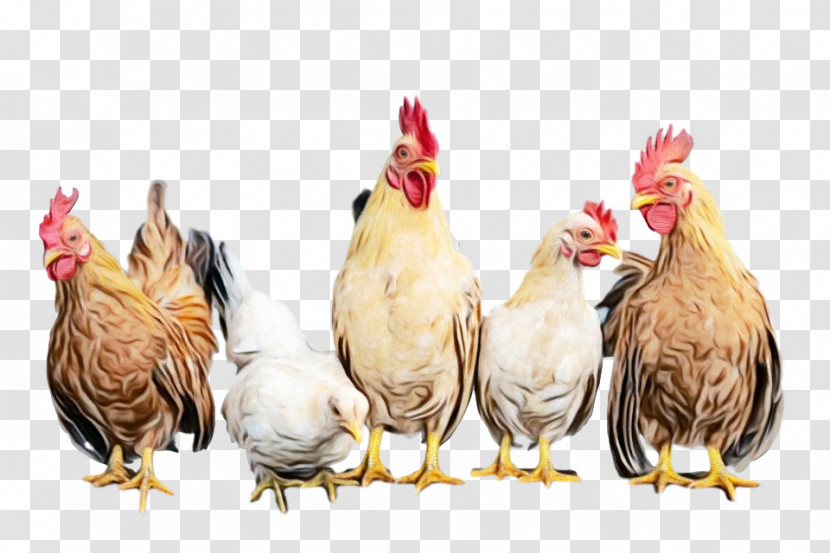 Chicken Rooster Bird Comb Fowl Transparent PNG