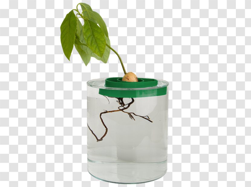 Avocado Guacamole Seed Flowerpot Plant - Windowsill Transparent PNG