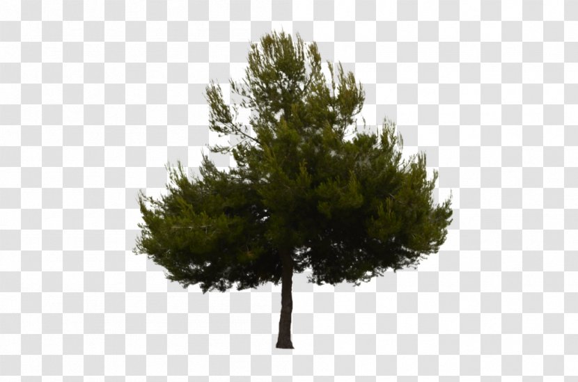 Fir Scots Pine Tree Spruce - Evergreen Transparent PNG
