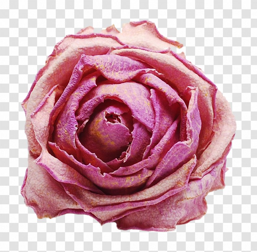 Garden Roses Cut Flowers Centifolia Floribunda - Peach - Purple Flower Transparent PNG