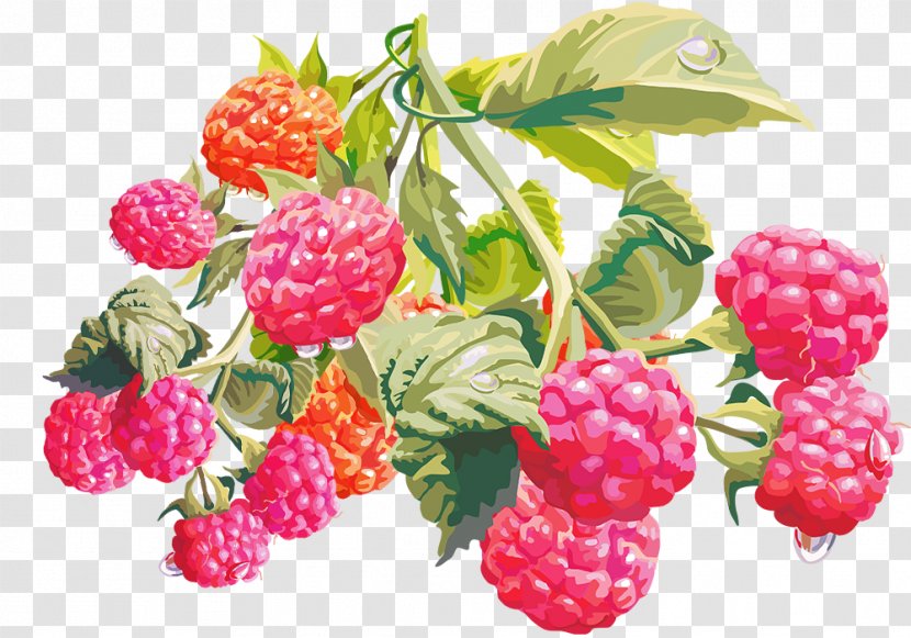 Raspberry Boysenberry Loganberry Tayberry - Fresh Raspberries With Green Foliage Material Transparent PNG
