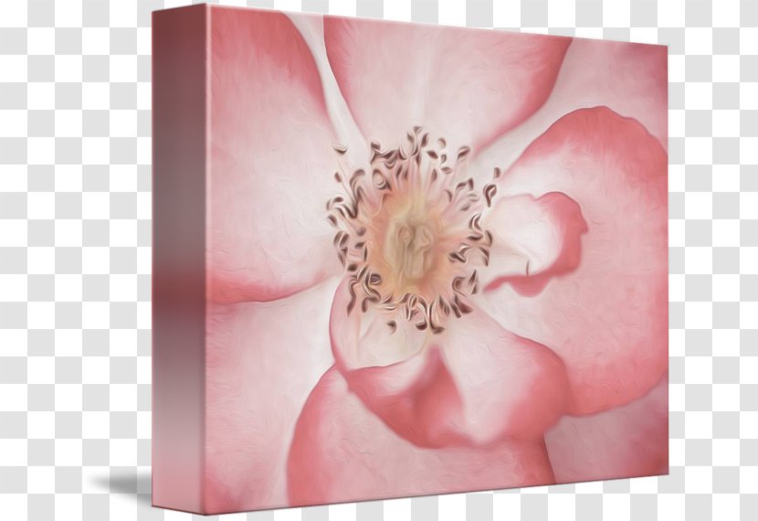 Pink M RTV Petal - Peach - Oil Flower Transparent PNG