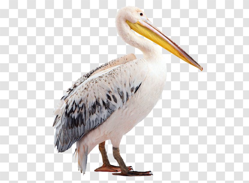 Pelican Beak Fauna Wildlife - Pelecaniformes - Collabora Transparent PNG