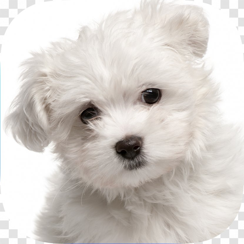 Maltese Dog Yorkshire Terrier Puppy Pet Sitting Labrador Retriever - Love Transparent PNG