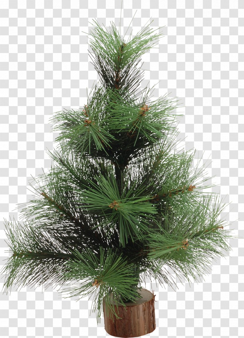 Christmas Tree New Year Spruce Pine Ornament - Palm Transparent PNG