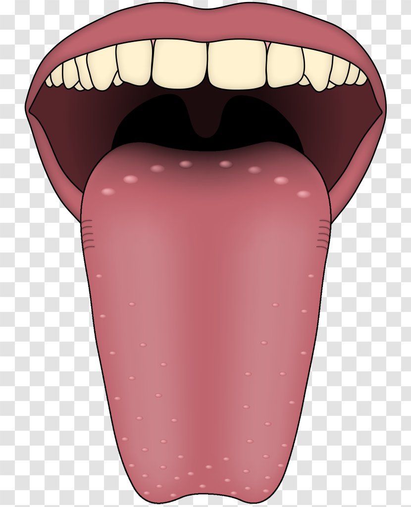 Tongue Map Transient Lingual Papillitis Taste Bud - Frame - Tasting Transparent PNG