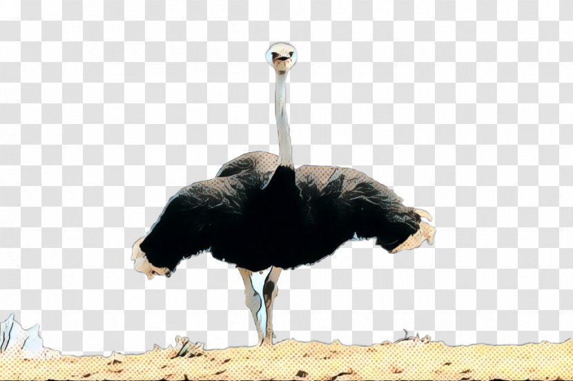 Common Ostrich Fauna Beak - Feather Transparent PNG
