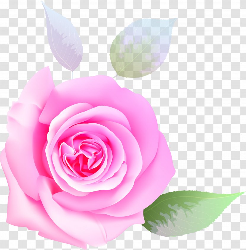 Garden Roses Beach Rose Flower Cabbage Transparent PNG