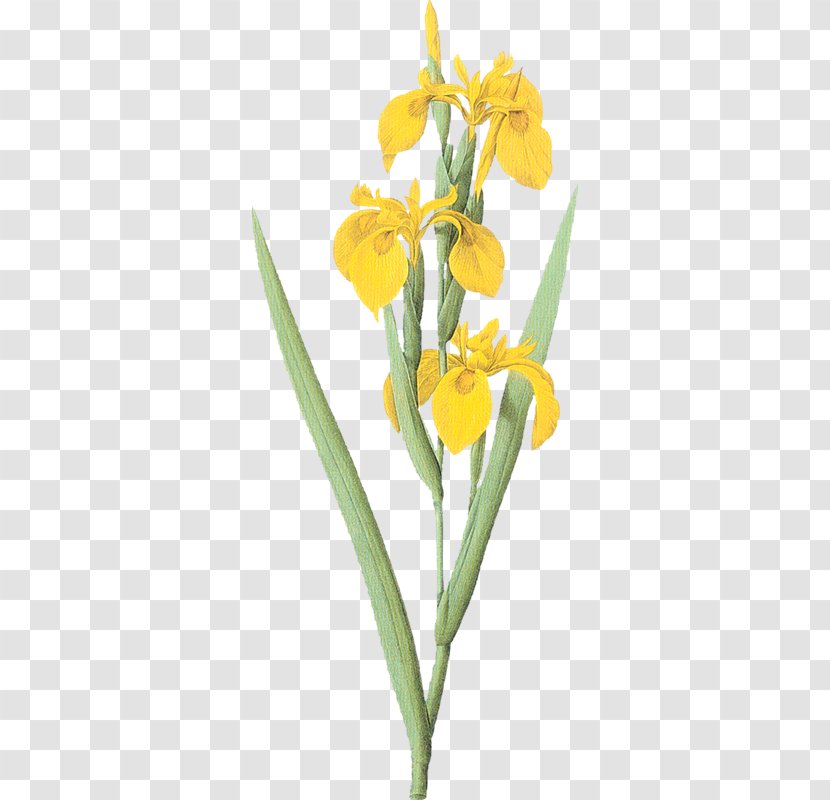 Iris Variegata Pseudacorus Flower Clip Art - Plant Transparent PNG
