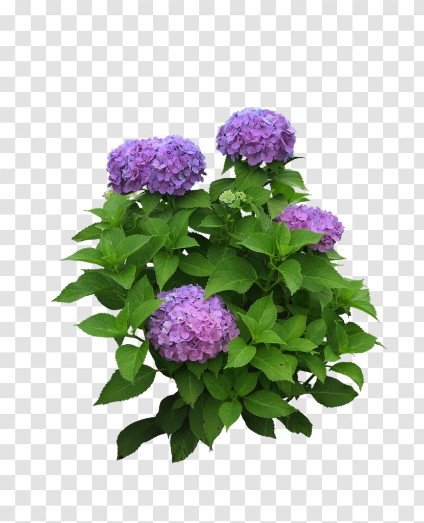 Tree Flower - Flowering Plant - Garden Landscape Transparent PNG