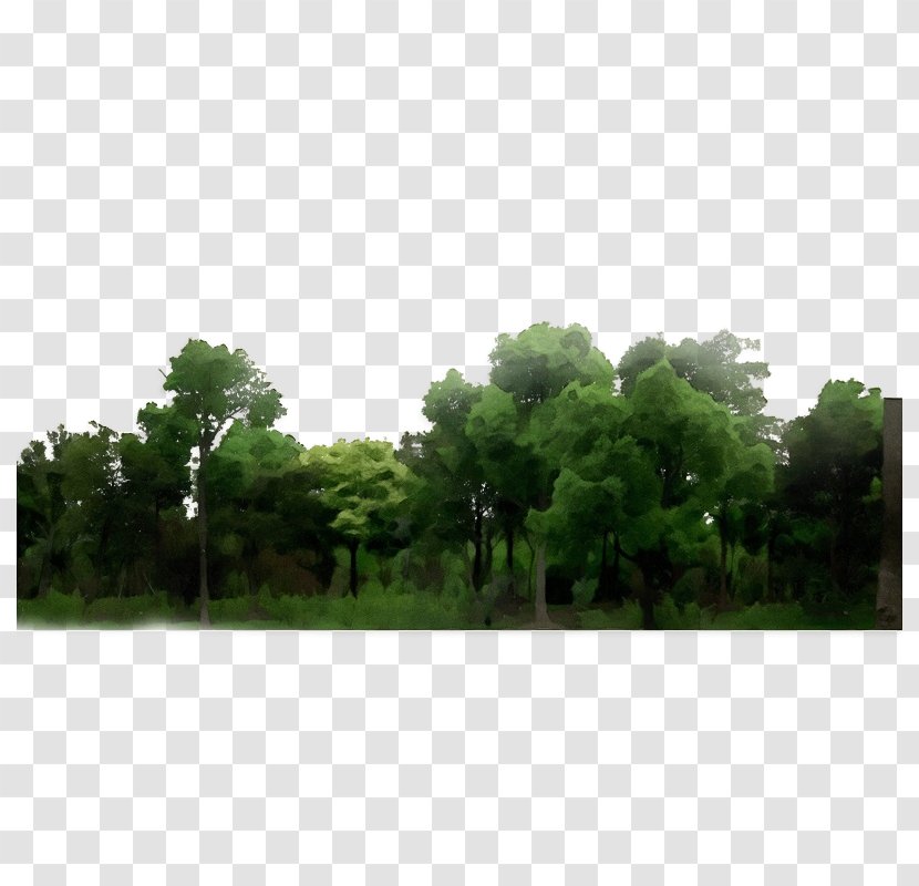 Nature Green Vegetation Tree Natural Environment - Paint - Woody Plant Grass Transparent PNG