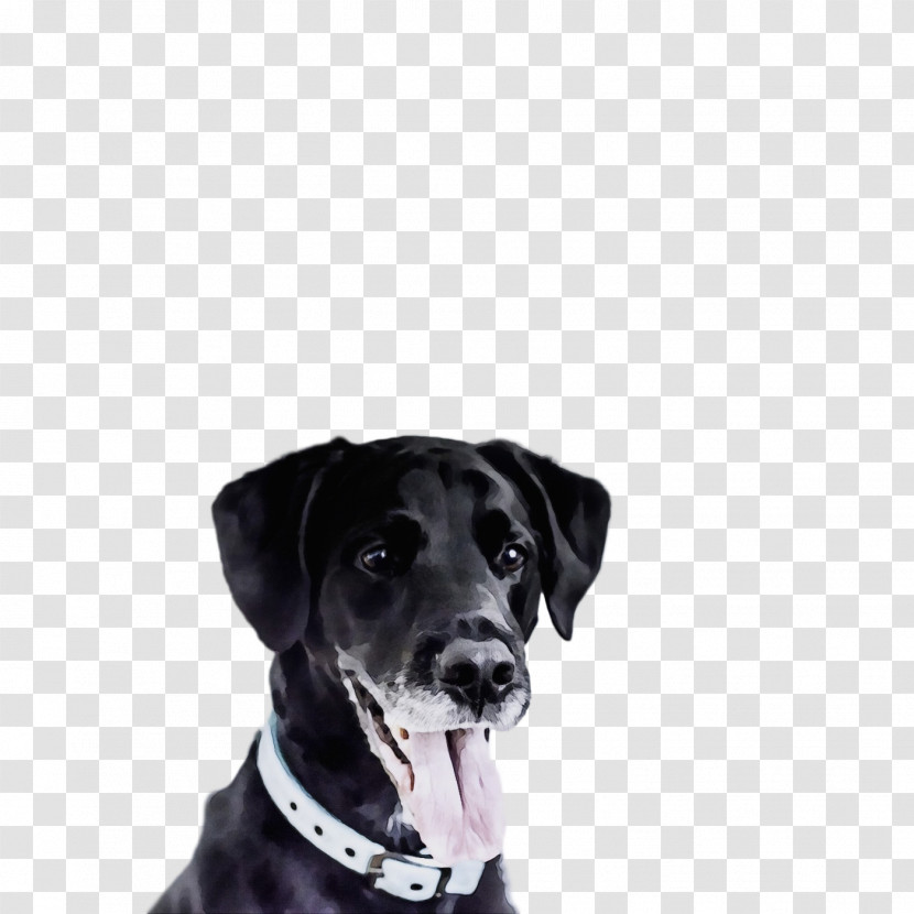 Dog Labrador Retriever Dog Collar Sporting Group Snout Transparent PNG