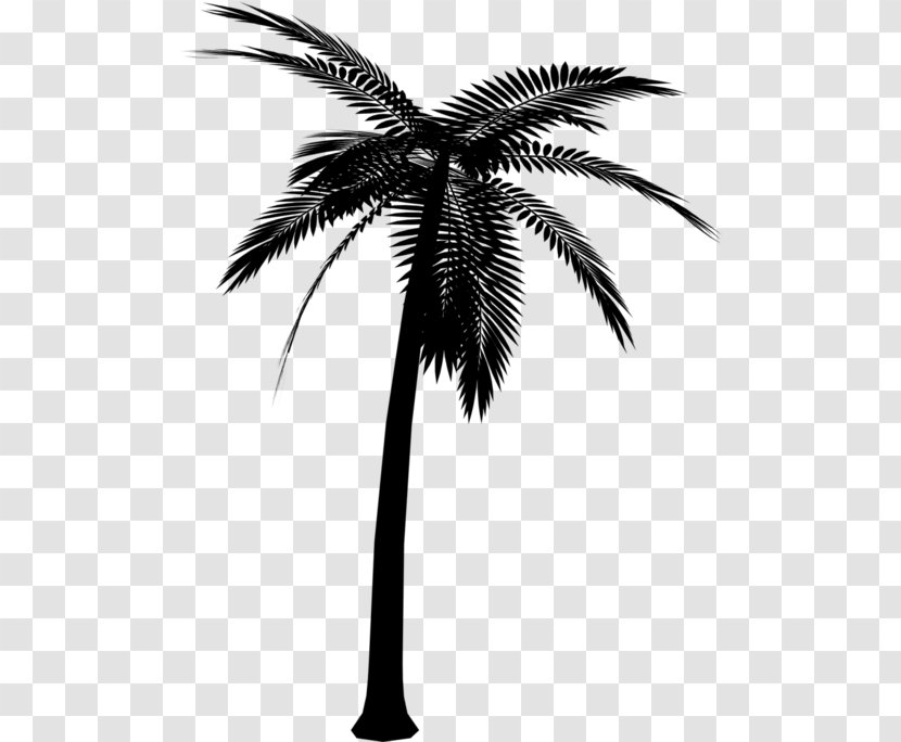 Vector Graphics Clip Art Palm Trees Silhouette - Flowering Plant Transparent PNG