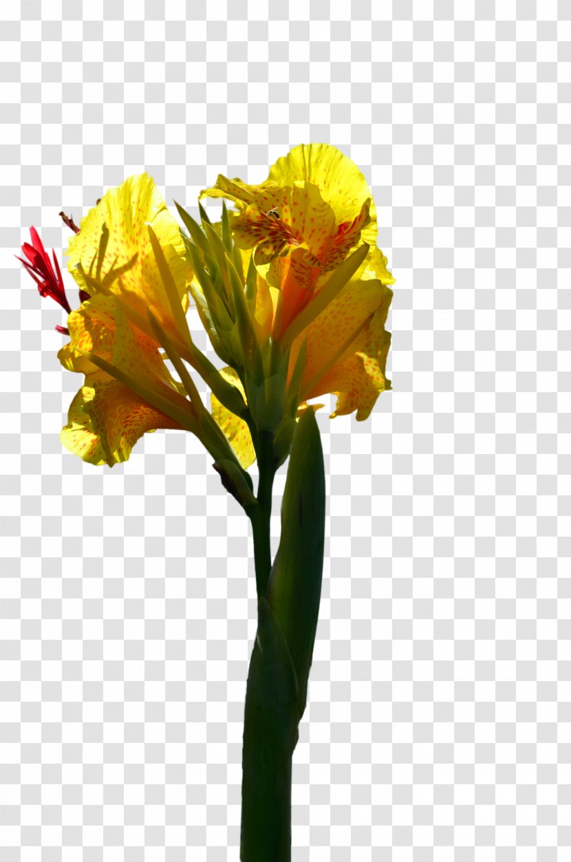 Flower Stock Photography Yellow Line Art - Canna Family Transparent PNG