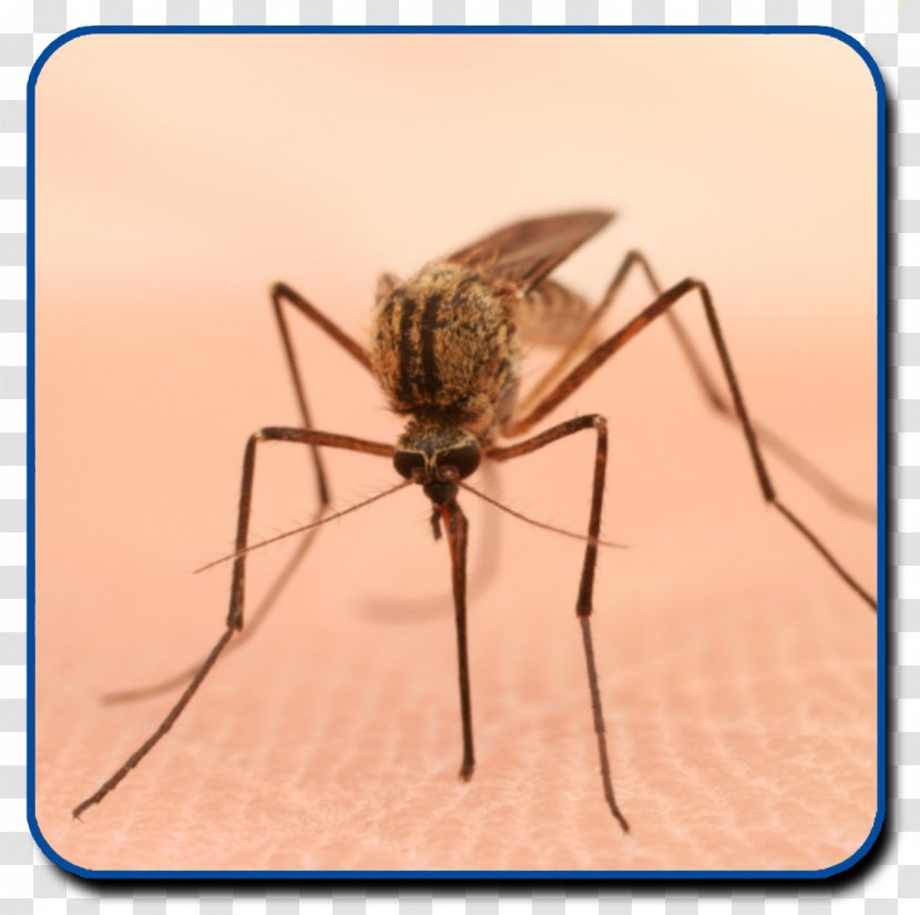 Yellow Fever Mosquito Control Zika Virus Mosquito-borne Disease Pest - Arthropod Transparent PNG