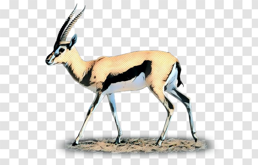 Gemsbok Springbok Moschus Deer Fauna - Vertebrate Transparent PNG