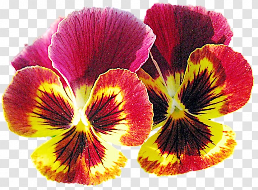 Pansy Violet Annual Plant Flower Petal - Information Transparent PNG