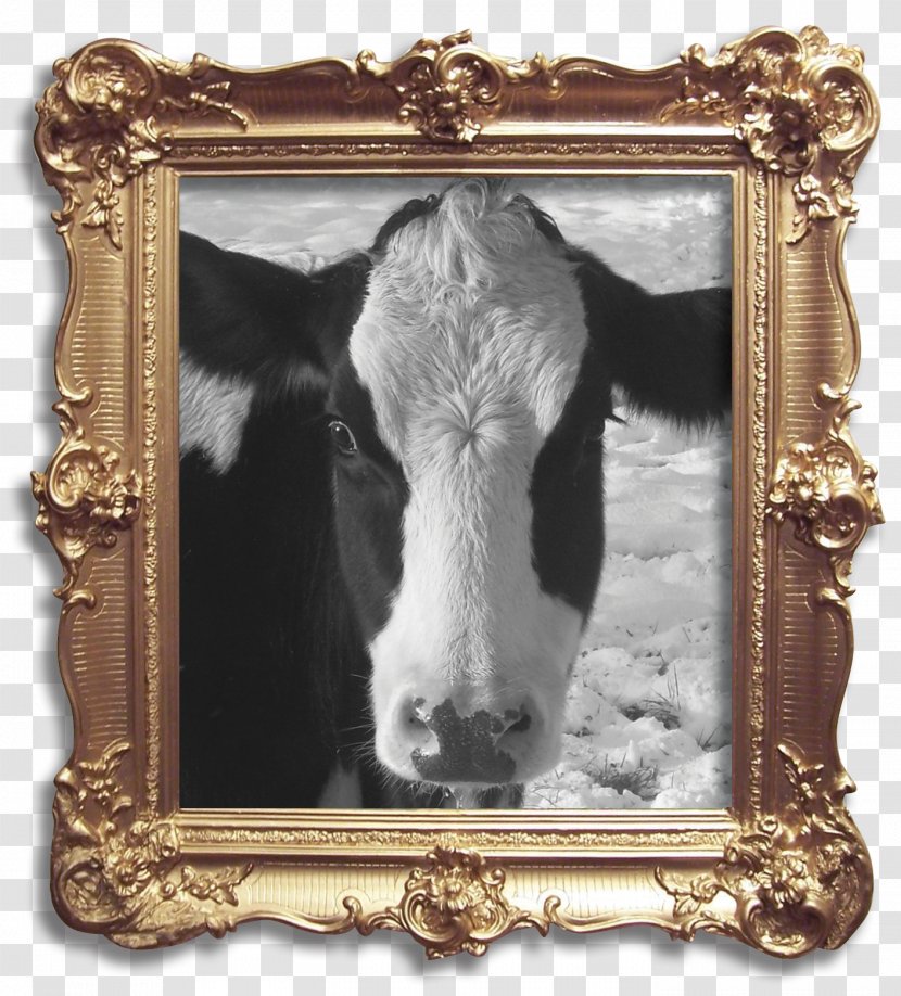 Cattle Mmm... And Glug... Camembert Food Bluebell The Cow - Picture Frame Transparent PNG