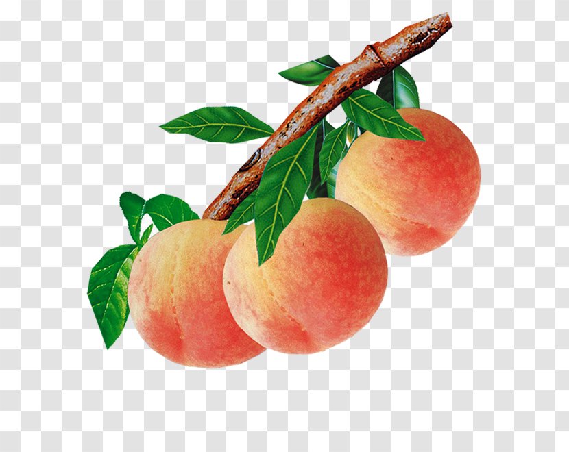 Peach Food Auglis - Blossom Transparent PNG