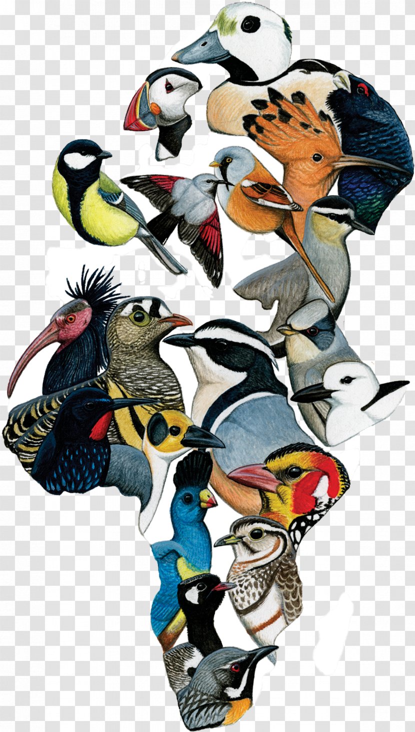Bird Cartoon - American Birding Association - Animal Figure Phainopepla Transparent PNG