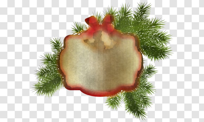 Fir Plant Pine Family Transparent PNG